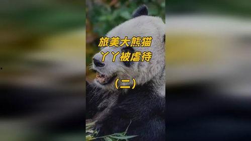 熊猫yy最新爆料视频,最新爆料视频内容大起底 第1张 熊猫yy最新爆料视频,最新爆料视频内容大起底 第1张